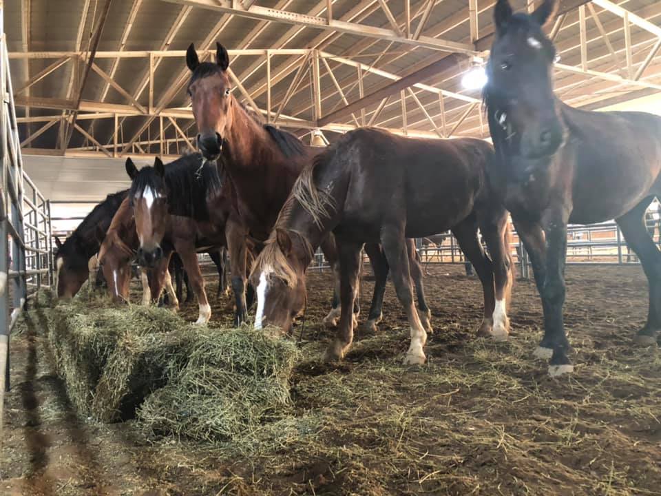BLM_ES's tweet photo. Kentucky, meet America’s living legends! Just one month until the Hopkinsville Wild Horse &amp; Burro Event—June 25-27 at Christian County Expo Center. 🐎✨

Adopt or purchase a wild horse or burro and help preserve our nation’s heritage.

Details: https://t.co/PNrogEMYr9 https://t.co/HHmfv45ZOQ