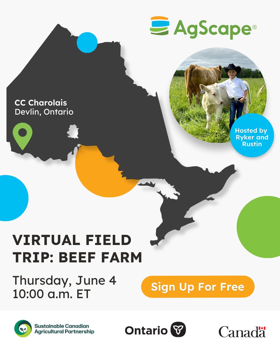 AgScapeON's tweet photo. Find out where your food comes from this Local Food Week 2026 with a FREE Virtual Field Trip to CC Charolais, a 100-year-old family beef farm in Devlin, Ontario! On Thursday, June 4, at 10:00 a.m., Rustin and Ryker, two young farmers, will give your grades 2-8 students an inside look into how their farm operates.

During this interactive session, your students will:
🌾 Discover how the animals are cared for 
🧑‍🌾 Experience what daily life on a farm is like from youth
💬 Participate in live discussions and Q&A sessions

All registrants will receive a Digital Activity Kit filled with engaging educational materials for your students to explore. Submit photos of your students watching the Virtual Field Trip or using the Activity Kit for the chance to win a gardening gift basket for your classroom! 📸

Bring agriculture and food literacy to your classroom for Local Food Week 2026! Learn more and register at https://t.co/8sjmujSyCH

#loveONfood