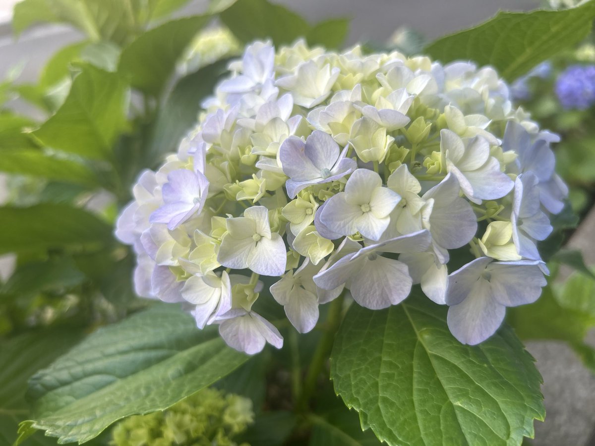 tomatomato1999's tweet photo. 夕焼けと紫陽花

#紫陽花 #ふぉと #風景
#写真好きな人と繋がりたい https://t.co/gbRcCUlXQX