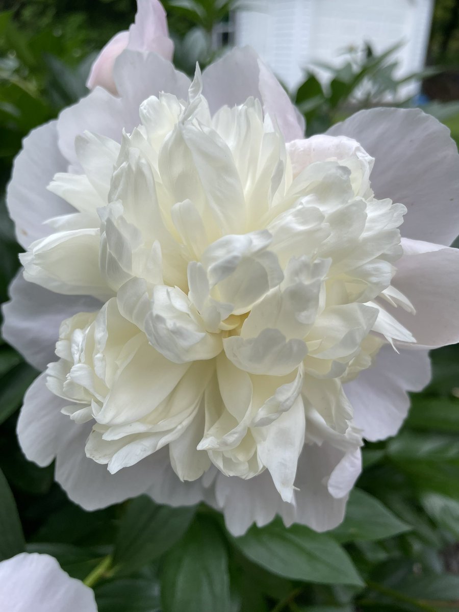 seemoine's tweet photo. please enjoy these peonies in my yard https://t.co/WQxfO78Jsb