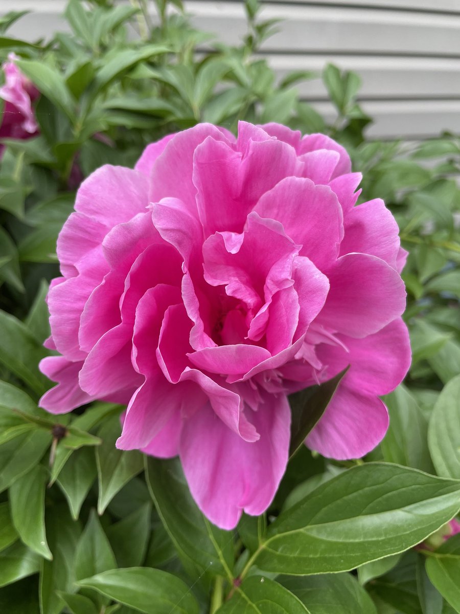 seemoine's tweet photo. please enjoy these peonies in my yard https://t.co/WQxfO78Jsb