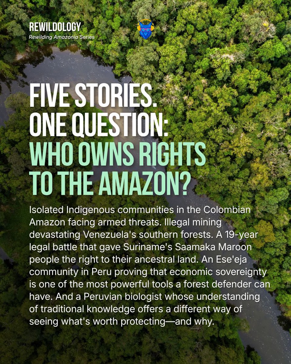 SOSOrinoco's tweet photo. La Amazonía necesita más que titulares: necesita personas que estén allí cada día para protegerla. Rewilding Amazonia es una nueva serie de podcasts de @rewildology que relata estas historias.

Escucha el nuevo episodio con la participación de Cristina Burelli, fundadora de @SOSOrinoco. Ocho episodios, cada martes. 🌿
🎧 https://t.co/oTXgMjCIwx

--

La Amazonía necesita más que titulares: necesita personas que estén allí cada día para protegerla. Rewilding Amazonia es una nueva serie de podcasts de investigación de @rewildology que relata sus historias. Ocho episodios, cada martes. 🌿
🎧 https://t.co/oTXgMjCIwx