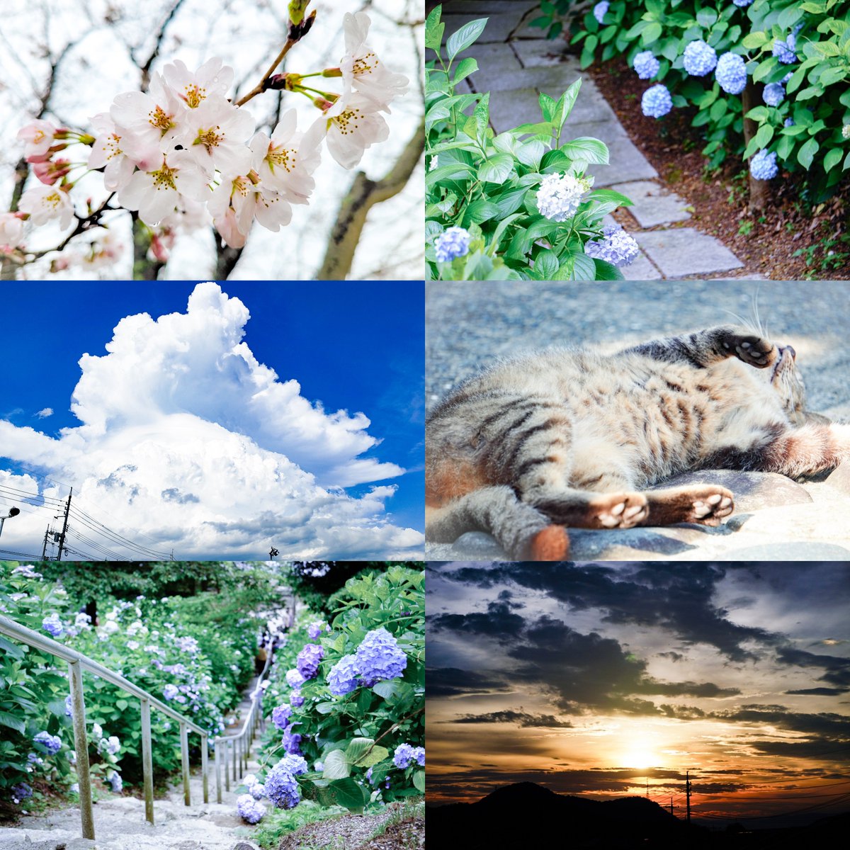 梅雨 tweet media