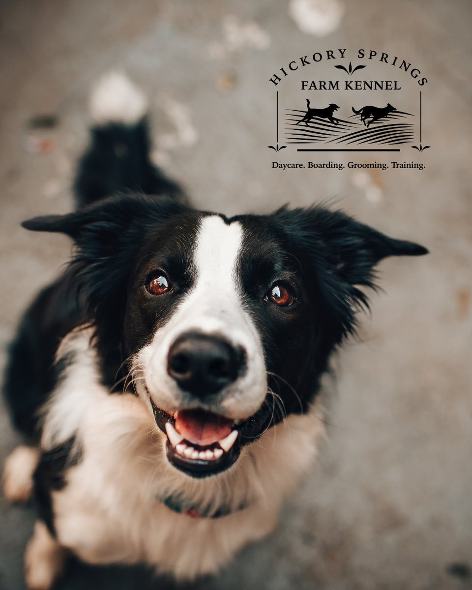 HSFpets's tweet photo. May is #ChipYourPetMonth

If your pet was lost,
how would you find him?

Microchipped pets have a better chance of
being reunited with their families.

Ask your vet how to Chip Your Pet

#chipyourpetmonth #lostpets #chescopets #hsfpets https://t.co/2SKpQ9TzBq