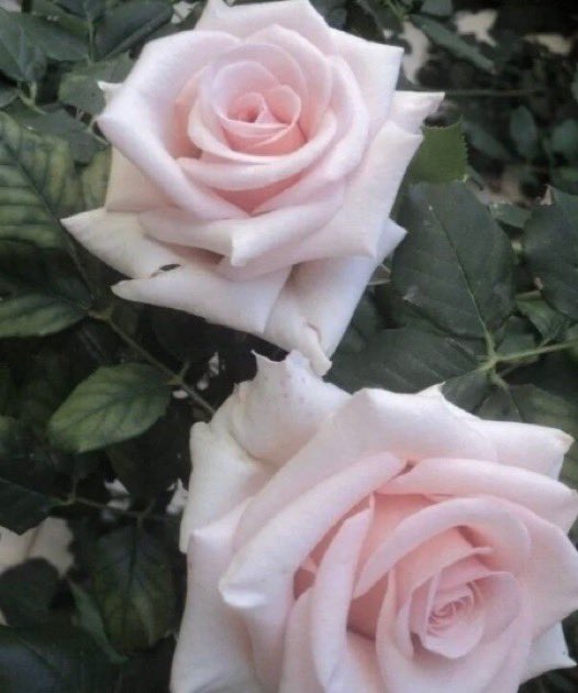 jolie ✿ tweet media