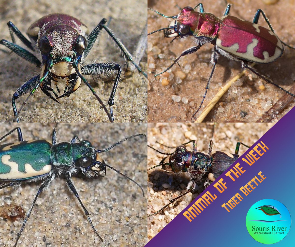 srwd_mb's tweet photo. Tiny “cheetahs” of the prairie 🐞⚡ Tiger beetles sprint across sandy trails in the Souris River Watershed, hunting flies and ants and helping keep pests in check 🌾. Keep patches wild and skip pesticides to protect these mini predators 🌿🧡 #AnimalOfTheWeek https://t.co/jlTQO3bcpl