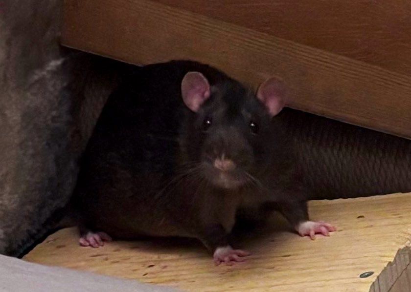 YfwbbS's tweet photo. @knotmyomega that is Edgar! he’s a male and he has a head tilt :’) very gormless dopey boy! https://t.co/HyFlzhsdzw