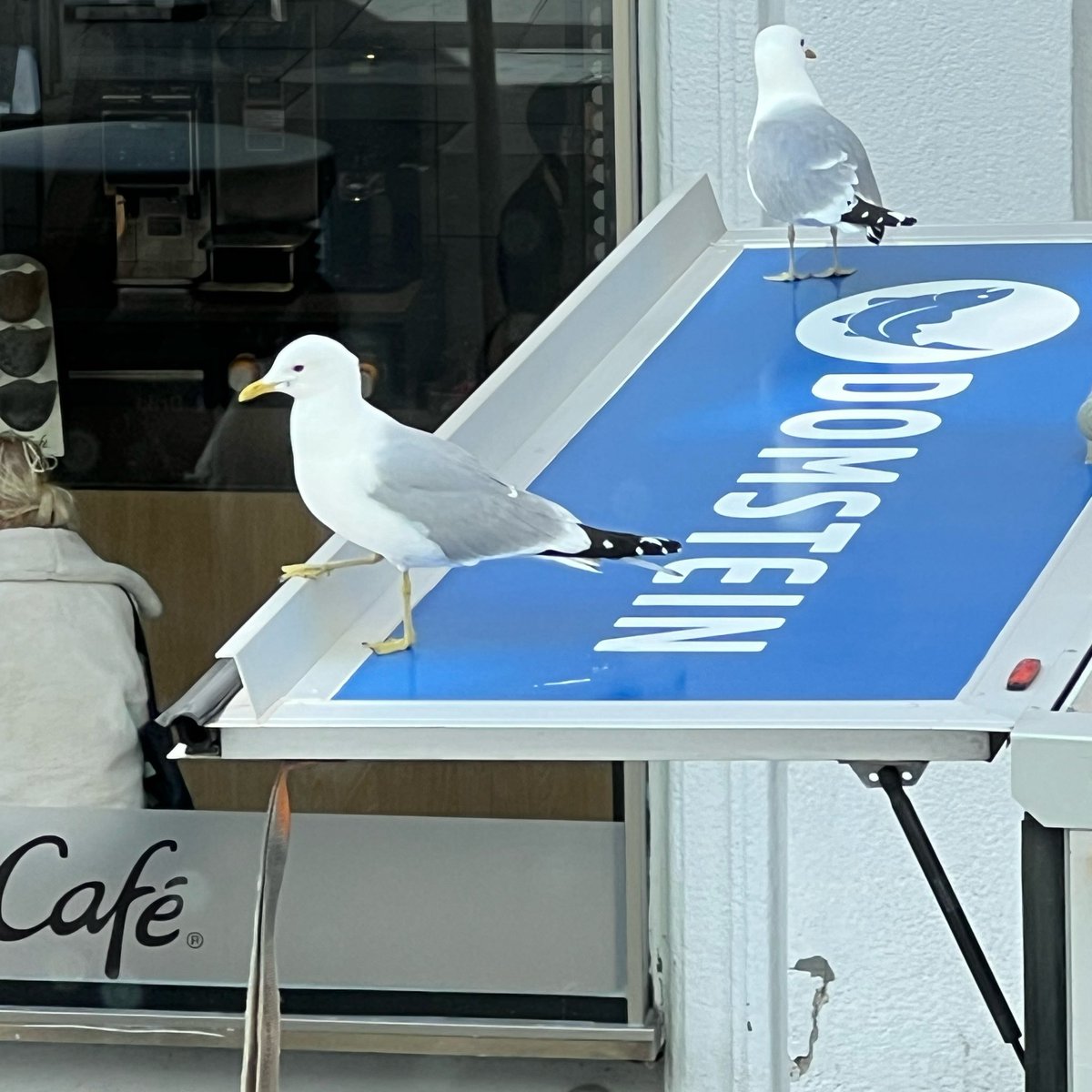 diorisque's tweet photo. just saw the cuntiest seagull https://t.co/mPNRKOvtMO