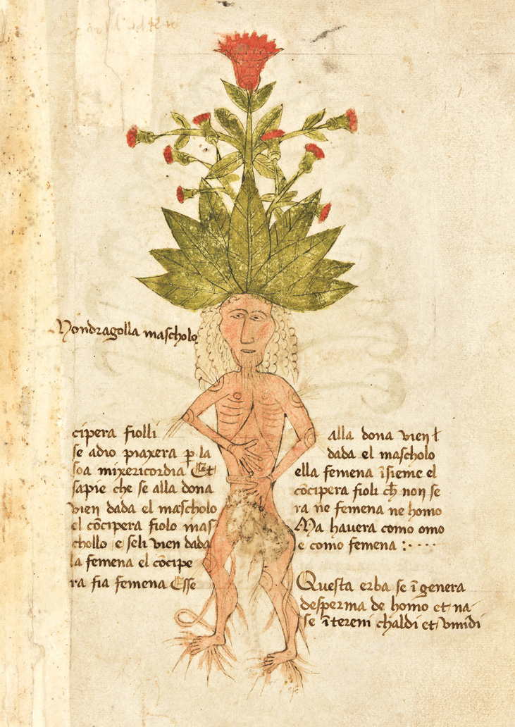 PublicDomainRev's tweet photo. An aphrodisiac that sprouts beneath incontinent hanged men? A heady hallucinogen that shrieks so loud it kills humans and dogs? Meet the mandrake, a root steeped in myth that has inspired a rich visual tradition across 12 centuries: https://t.co/7ZluZpJEjF https://t.co/kUP3qdsBfp