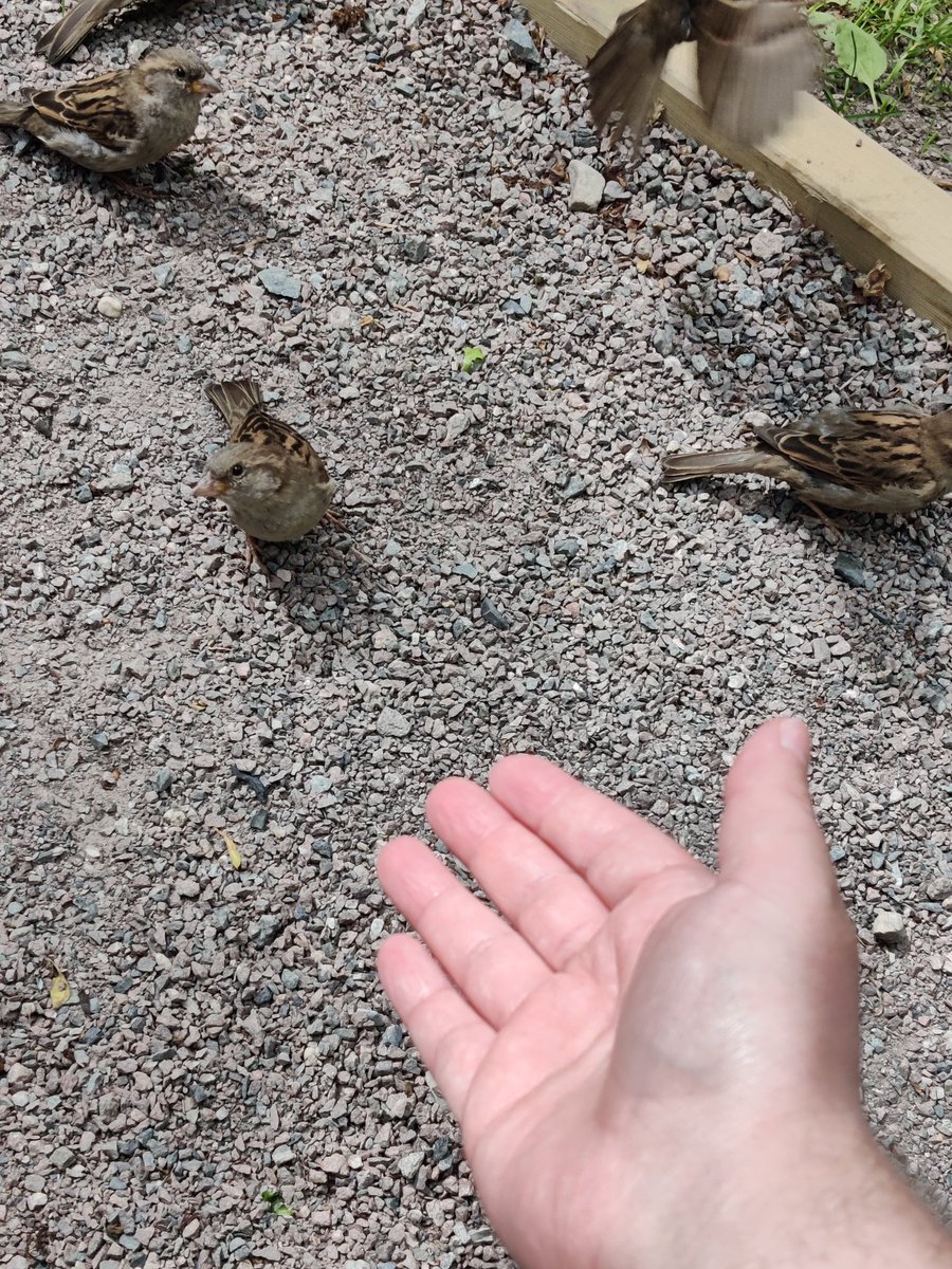 𝕺𝖉𝖎𝖓 🕊️ tweet media