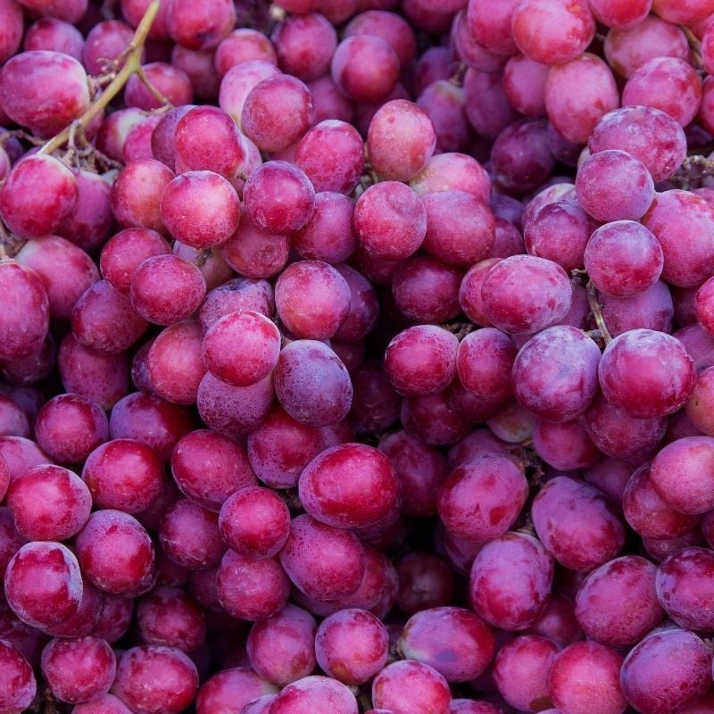 Minuteman_CU's tweet photo. Celebrate National Grape Day today with the Minuteman Team! Have a project? Call 217-355-0500, email minuteman@cuPrinting.com, or click on the link to request a quote. We design, print, and promote you! https://t.co/swe73K7uLY  
#NationalGrapeDay #MinutemanTeam #PrintingServices https://t.co/fnMzChl7Ds