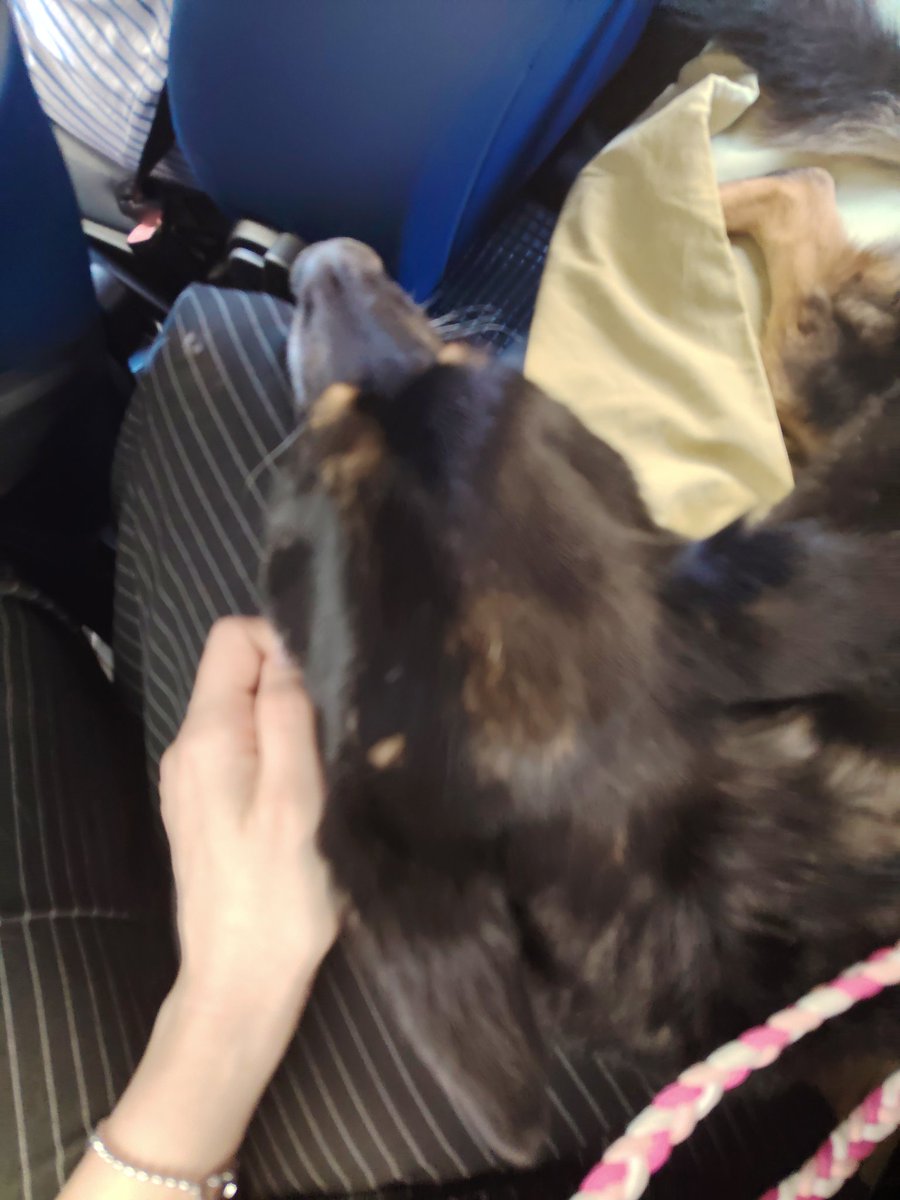 josiebisdead's tweet photo. Oggi ho fatto l'ultimo viaggio con il mio cane e io sto qui a piangere come la merda perché mi son dovuta cambiare il pantalone sul quale mi ha smocciolato per l'ultima volta. https://t.co/Ue0F1JRRpV