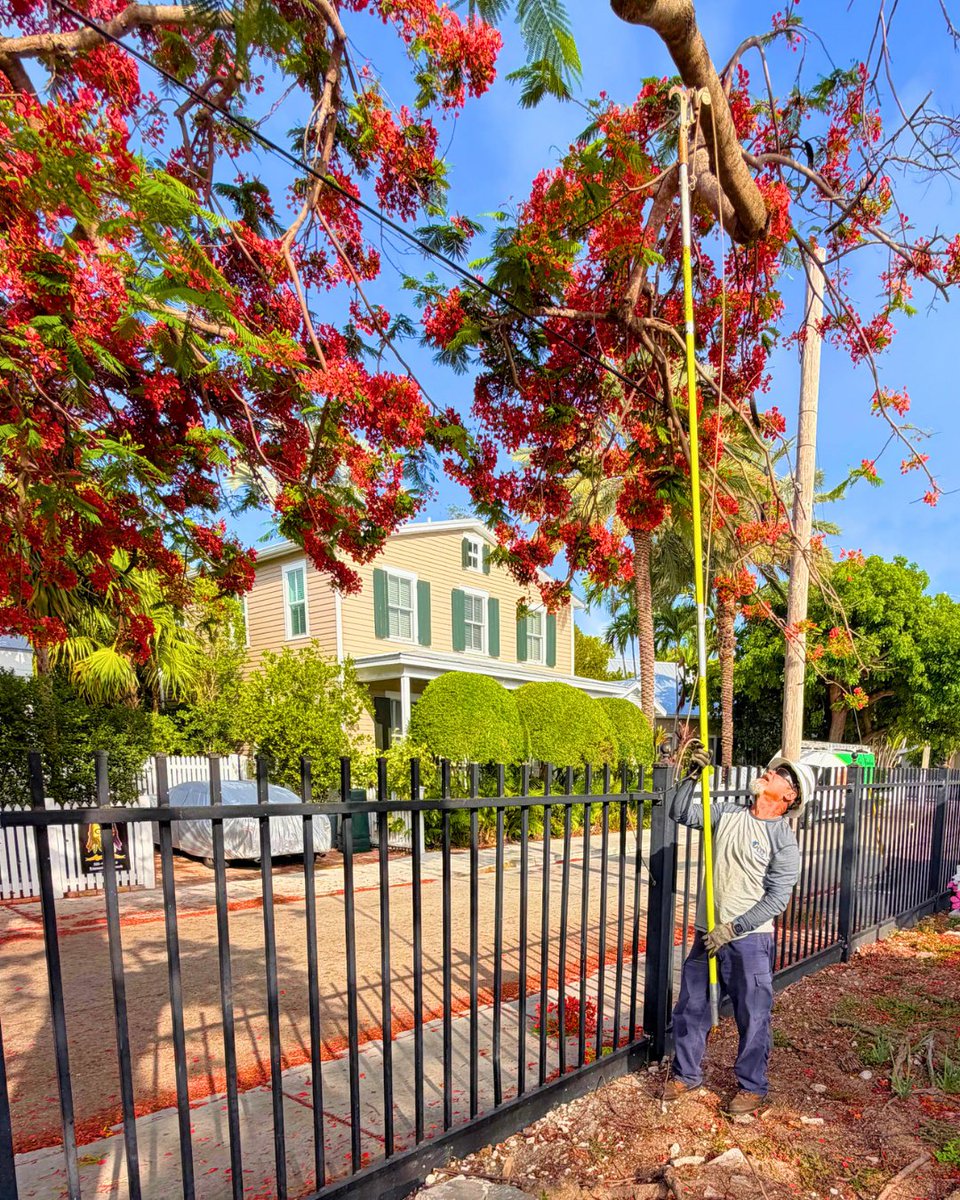KeysEnergy's tweet photo. Helping prep for graduation! Check out KEYS’ Tree Trimmers Juan Soza and Hernan Hernandez trimming poinciana blossoms to line the walkways for our local grads. Congrats to the Class of 2026! 🎓 #CommunityPowered https://t.co/zgKYcmuDKX