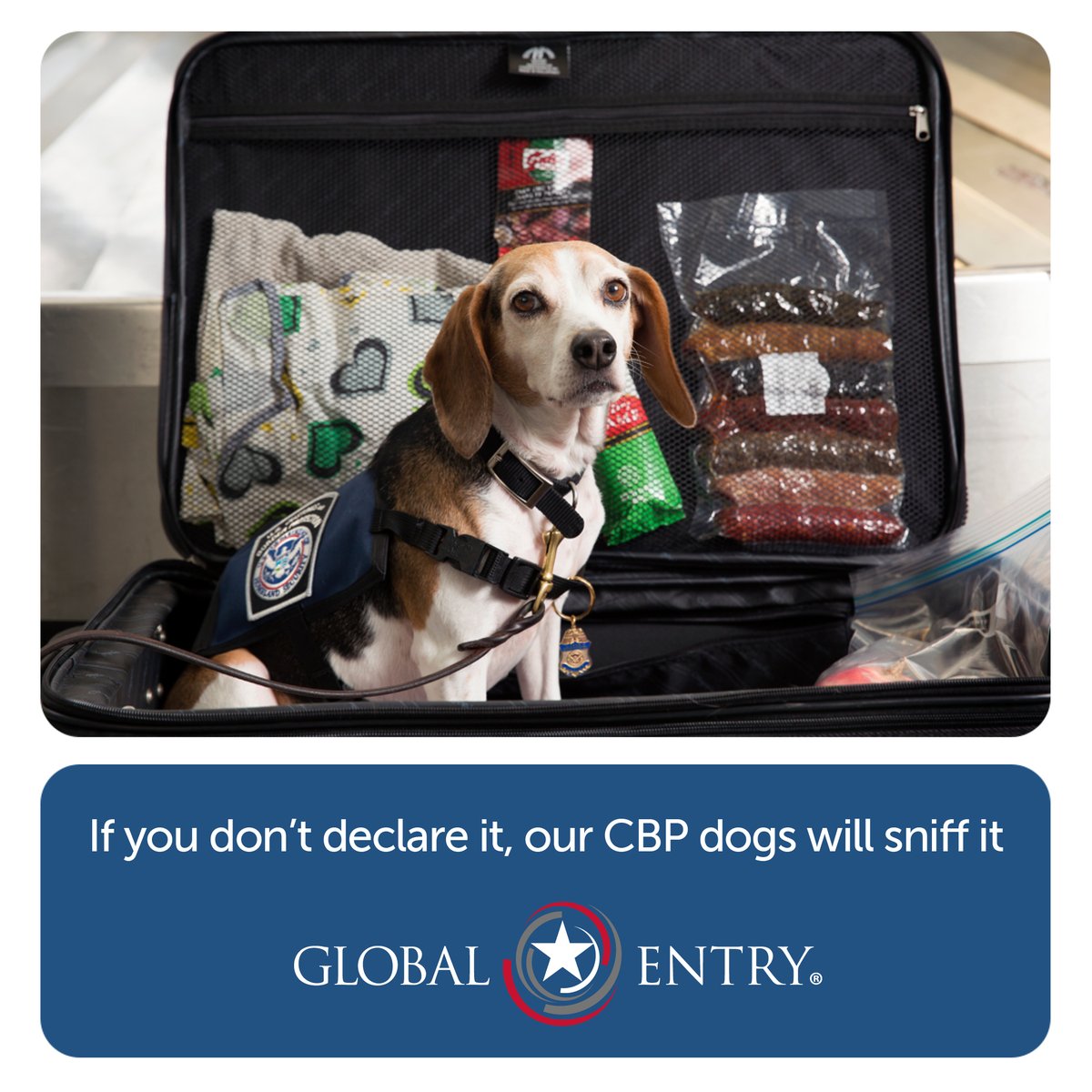 IATA's tweet photo. Heading to the World Cup in 🇺🇸 ? Don't forget to declare!

Even having Global Entry doesn’t mean you can skip rules. Travelers must declare fruits, vegetables, seeds, meat, and other agricultural items upon arrival.

More on Trusted Traveler Programs: https://t.co/kl3b9p3SV2 https://t.co/mKbYi5M4J8