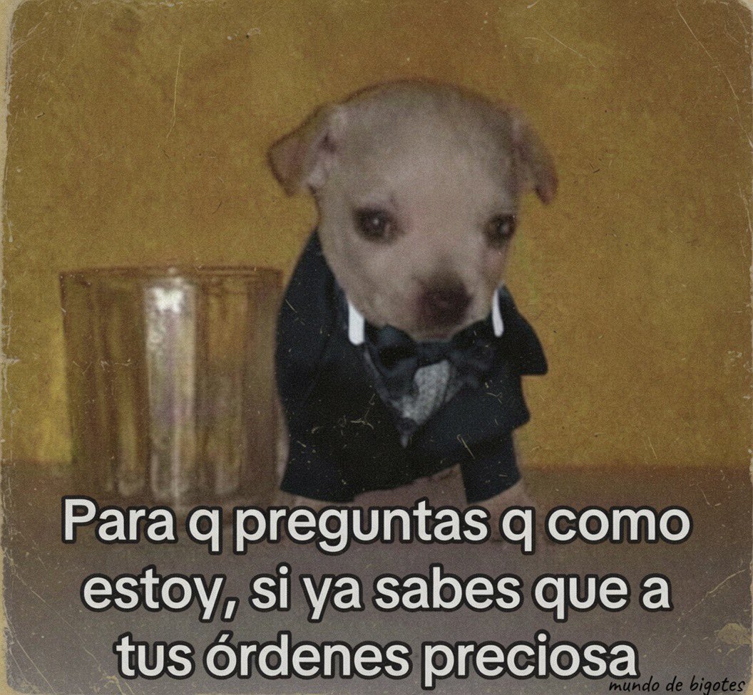 Mundo de Bigotes tweet media