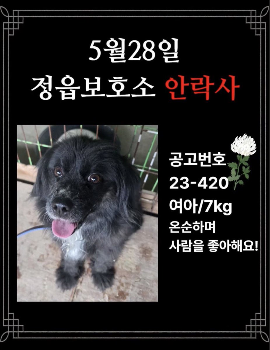 mine__mix's tweet photo. 체다와 같은 보호소 친구들이 안락사를 앞두고 있어요 임시보호를 해줄 수 있는 분들을 찾습니다!ㅠㅠㅠ

#임시보호 #유기견입양 #입양홍보 #임보 https://t.co/PGY6HpieIm