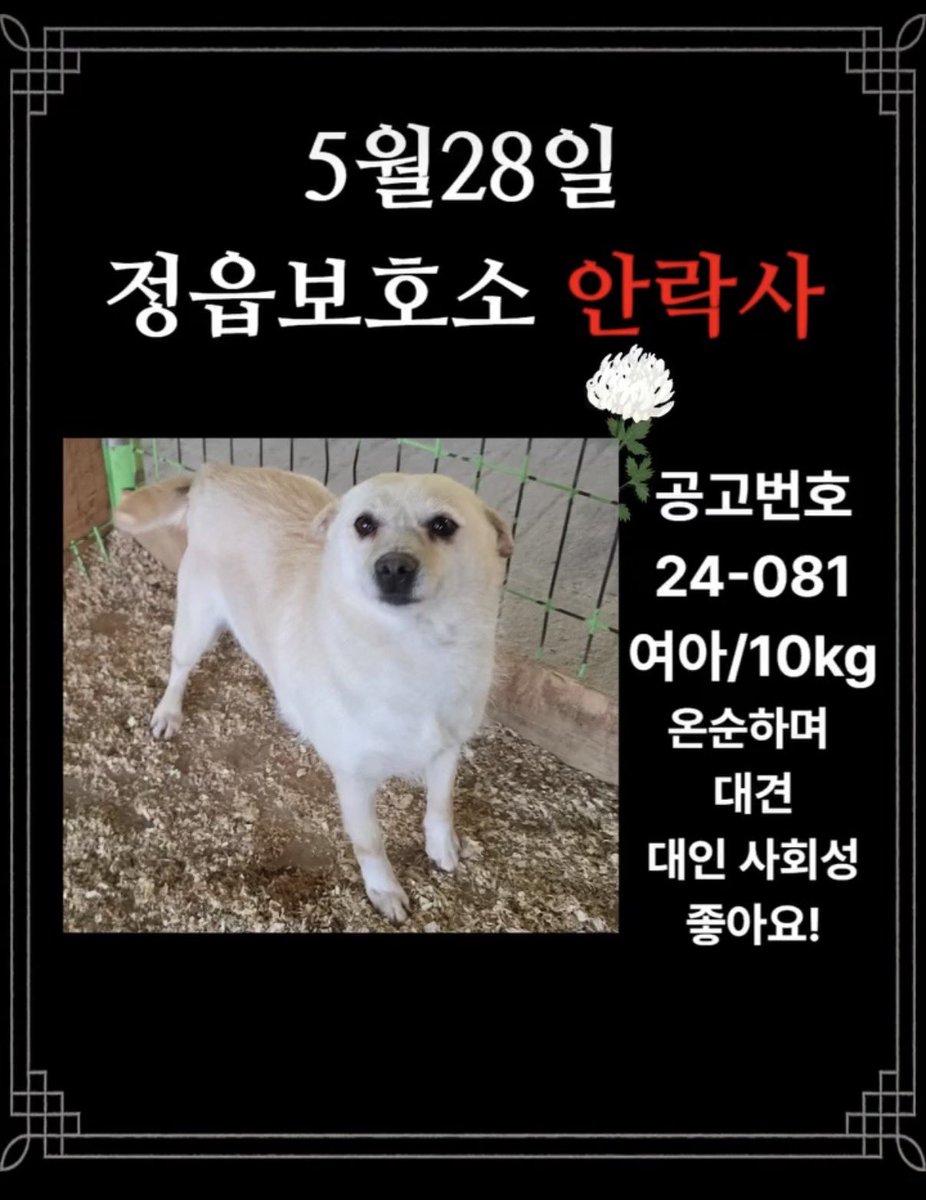 mine__mix's tweet photo. 체다와 같은 보호소 친구들이 안락사를 앞두고 있어요 임시보호를 해줄 수 있는 분들을 찾습니다!ㅠㅠㅠ

#임시보호 #유기견입양 #입양홍보 #임보 https://t.co/PGY6HpieIm