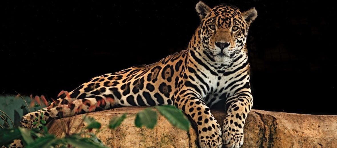 Jaguar tweet media