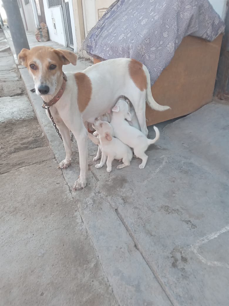 peravi's tweet photo. El veterinario programó la esterilización para el sábado a las 8am van a separar a los cachorros y a la mamá. Por favor se necesita ayuda urgente … además quiero ver la posibilidad de internarla aunque sea 3 días pero tiene un costo de S/90 no sé si lo logre y comida para los perritos ando buscando quien pueda rescatarlos pero nada son 4 hembritas 1 macho 😭 Saco comida dog chow cachorro S/ 170
Cualquier apoyo: Yape/plin: 922 912 750