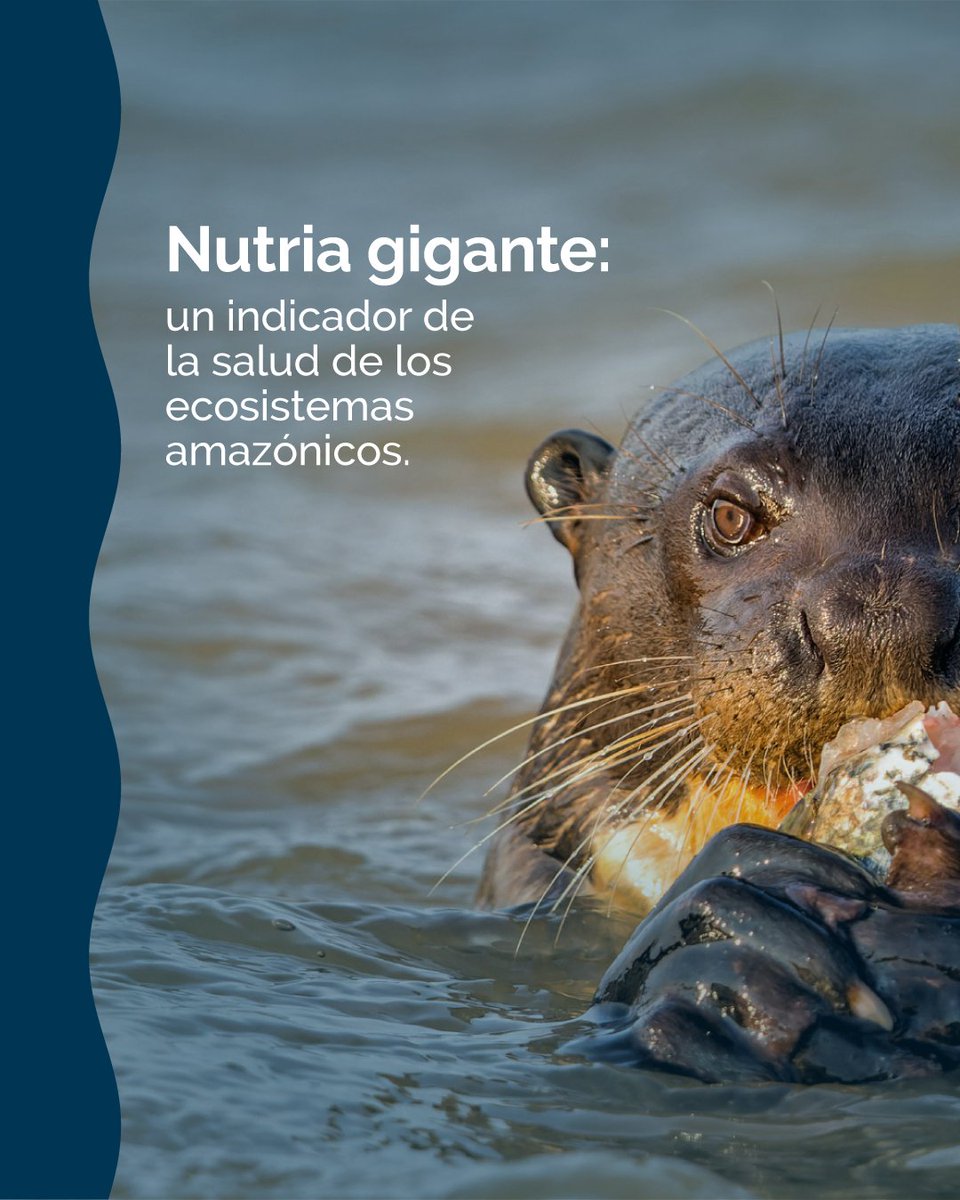 aguasamazonicas's tweet photo. La nutria gigante hoy ocupa solo el 60% de su área histórica, pero hay avances en su conservación. 
Lee más en Mongabay: https://t.co/p9gdtxYrzc https://t.co/EtCgfpYhPe