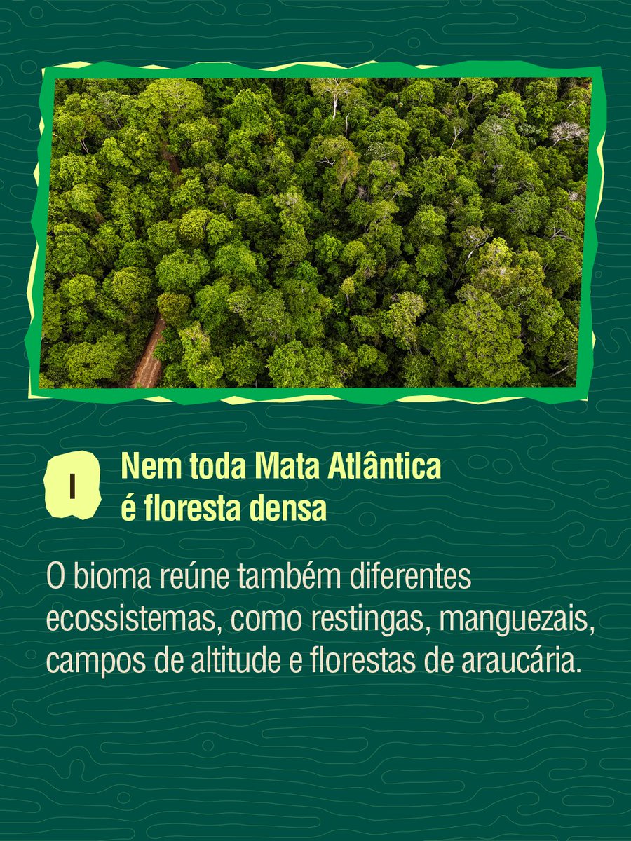 InstitutoIPE's tweet photo. No Dia Nacional da Mata Atlântica, reunimos algumas curiosidades sobre esse bioma que faz parte da vida de milhões de brasileiros. https://t.co/CRCg0gwKIa