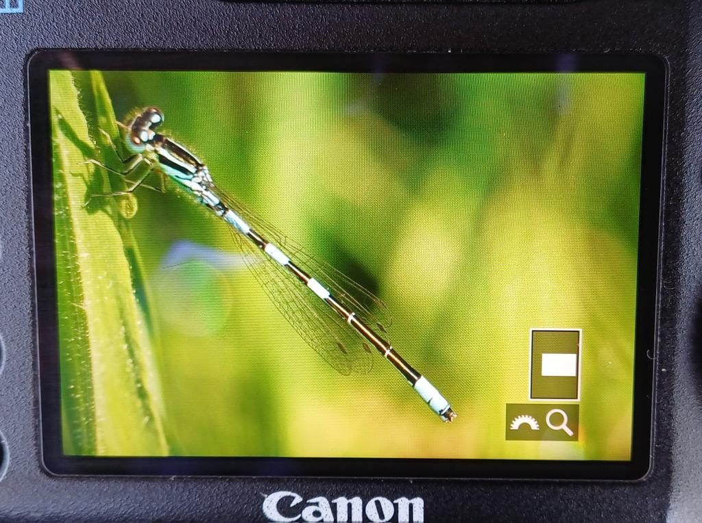 MarcHeathym007's tweet photo. Excellent session @Sandwichbirdobs produced c50 DAINTY DAMSELFLY, 3 SCARCE BLUE-TAILED DAMSELFLY including 2 aurantiaca females, 1 Lesser Emperor and a good variety of dragonflies and damselflies. @BDSdragonflies @smallshire #KentDragonflies https://t.co/eZ0lD4AvH3