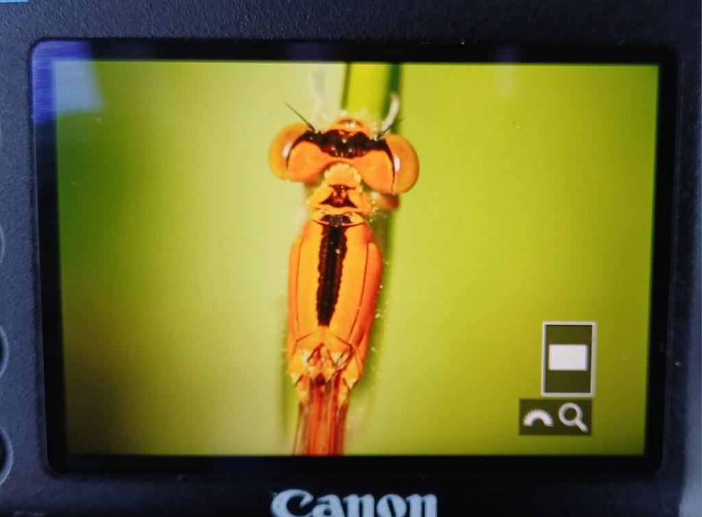 MarcHeathym007's tweet photo. Excellent session @Sandwichbirdobs produced c50 DAINTY DAMSELFLY, 3 SCARCE BLUE-TAILED DAMSELFLY including 2 aurantiaca females, 1 Lesser Emperor and a good variety of dragonflies and damselflies. @BDSdragonflies @smallshire #KentDragonflies https://t.co/eZ0lD4AvH3