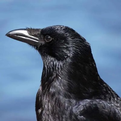 Crow tweet media