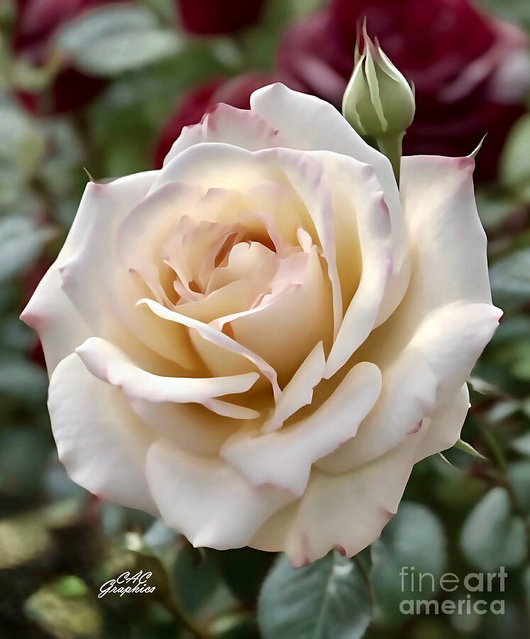 CACGraphics's tweet photo. “Pink Tipped Cream Colored Rose”🌹
Artwork &amp; accessories available
> https://t.co/AeeQbV6p33
#rose #flowers #nature #garden #artforsale #art #photography #prints #wallart #RoseWednesday #homedecor #interiordesign https://t.co/7k0thEQN6e