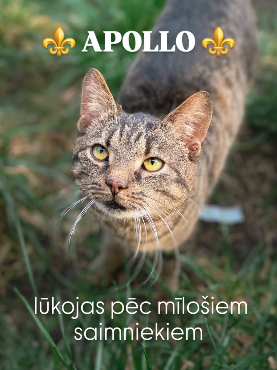 DzabKepa's tweet photo. Labs dieniņš! Skat, skat, man tika kolosāla zaļā fotosesija - izskatos es tīri feins tīģerītis. Un drošāks, pārliecinātāks par sevi. Laiks, mīlestība un uzticēšanās. Murrr, ar savējiem īsts mīļumiņš. 🥰 ..
https://t.co/NYz4vC0QY8 https://t.co/umG7mNdxGU