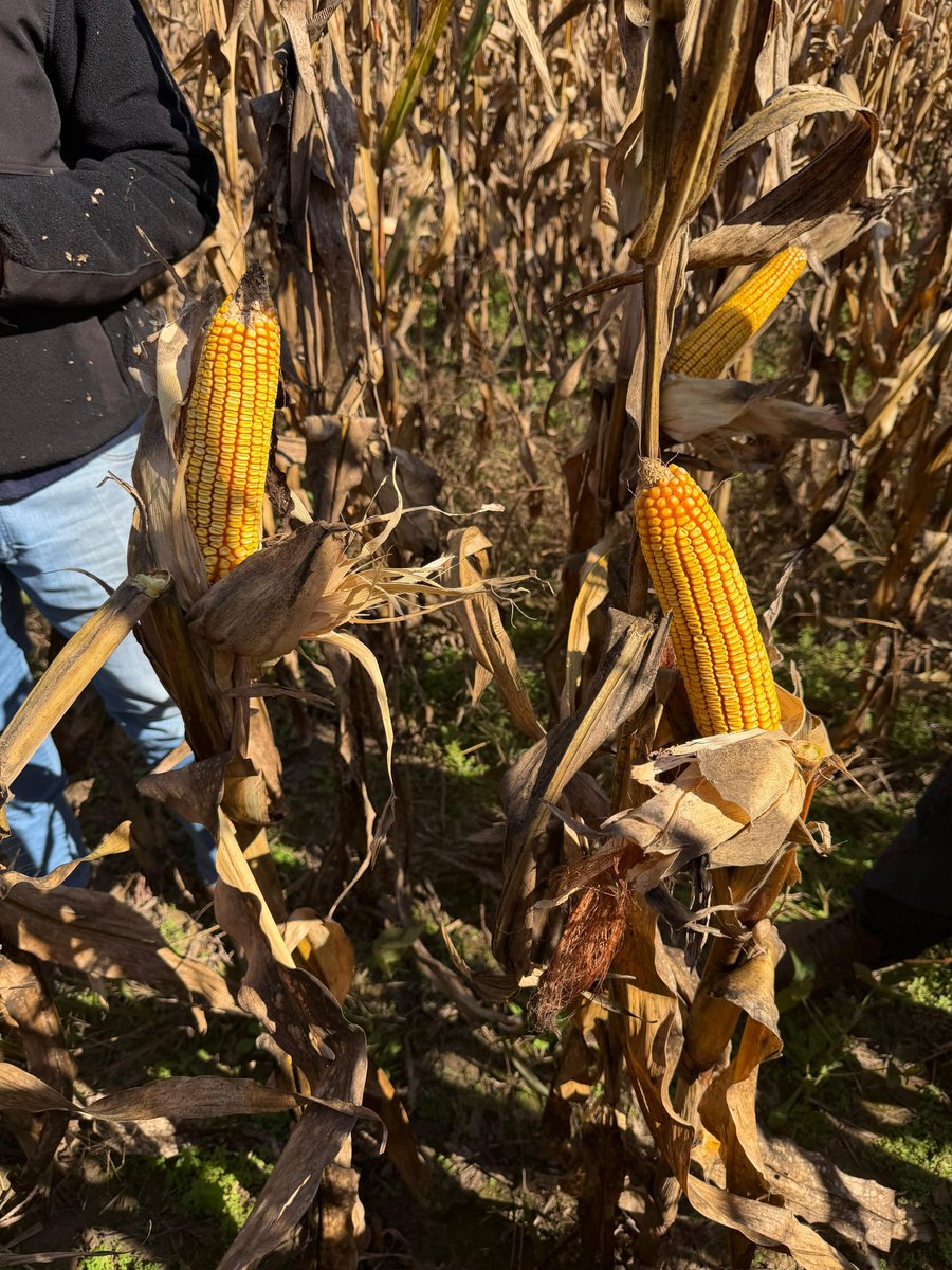 AgDtucuman's tweet photo. 🌽🌽BRV 8181 @BrevantSemillas 
A 15-20 días de empezar a Probar los #maices #maiz #corn #Campaña2526 @HGuerraOrozco @Geroval97 @CHoracioMarquez @corzo_rogelio
👨‍🌾Sol Maria- Castillo SAFICI
📍Mujer Muerta https://t.co/gB72Olh93w