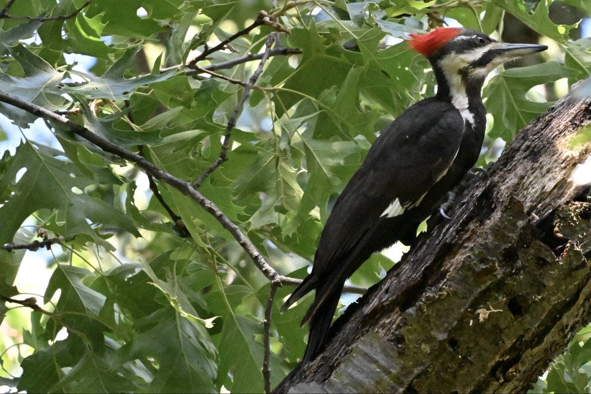 ell_enR's tweet photo. Pileated Woodpecker (female) visiting the yard. I love hearing her call!! 
Northern NJ
5/26/26
#woodpecker #woodpeckerwednesday #BirdsSeenIn2026 #birding #backyardbird #backyardbirdwatching #birdphotos #birdphotography #birdphotographer #birdlover #birdwatchers #naturephotos https://t.co/fNG1Zwrmv6