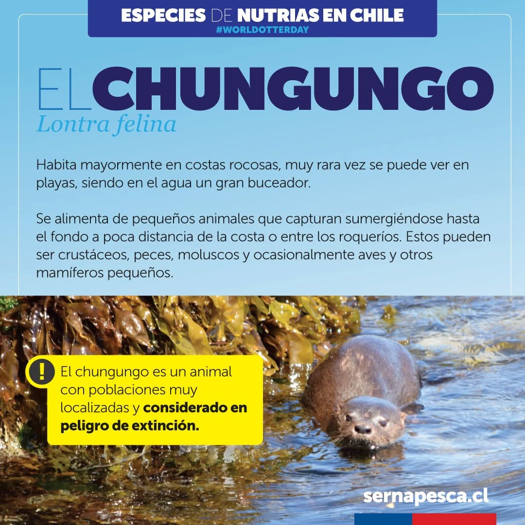 sernapesca's tweet photo. #MesdelMarSNP| Hoy celebramos el #DíadelasNutrias o también conocido como #WorldOtterDay y te contamos que dos de estas especies habitan en nuestro país: el chungungo o gato de mar, como nuestro querido @chungungosnp, y el huillín o gato de río. https://t.co/tmx6SnEOZS