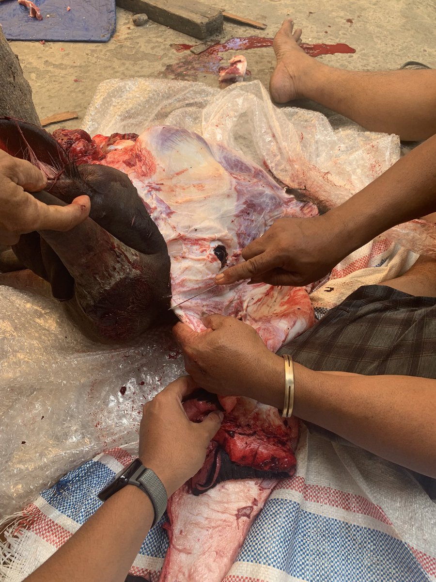 ichno08's tweet photo. Mutilasi sapi 😂 https://t.co/P3vMG2QR2Z