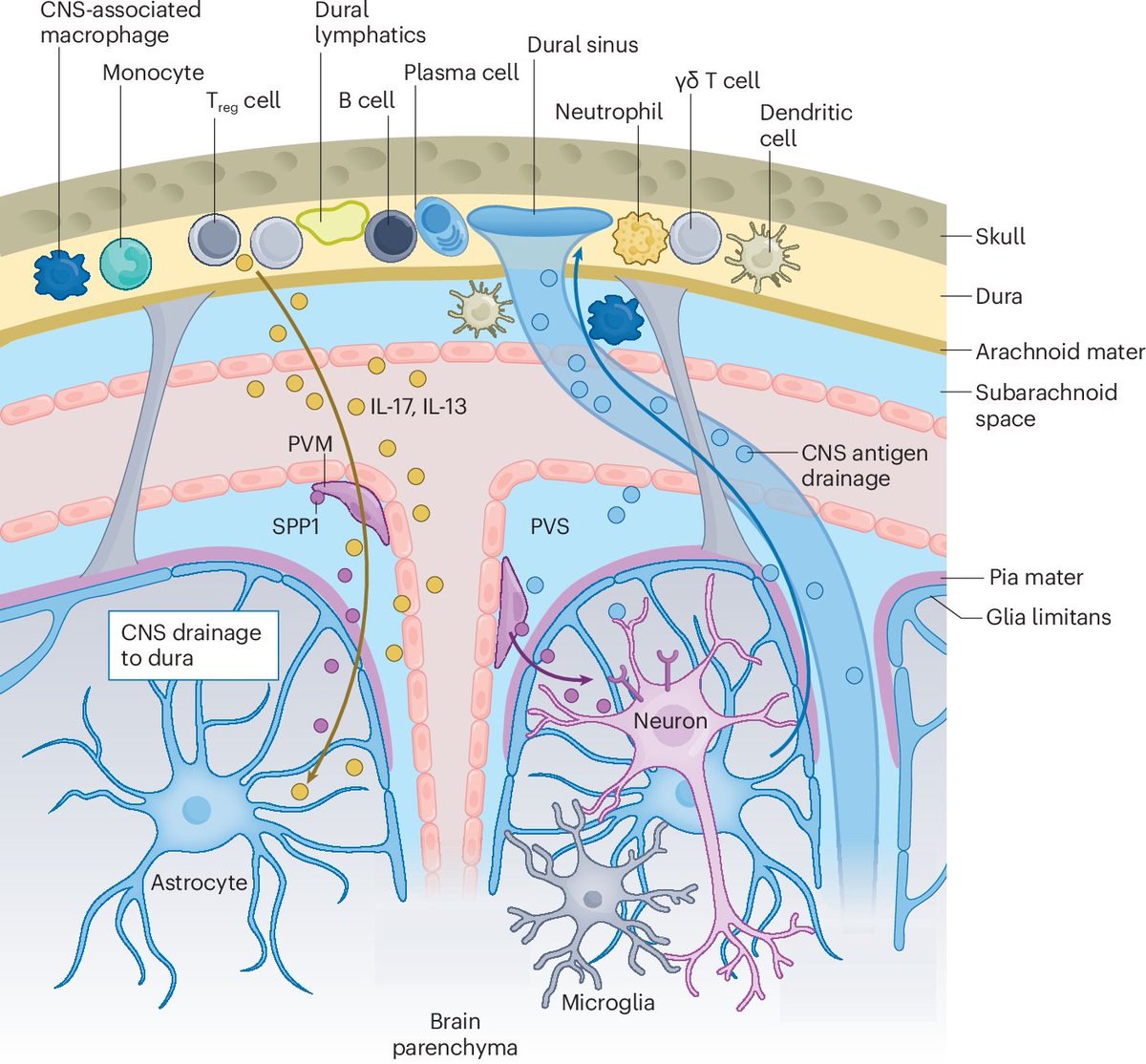 NatRevDrugDisc's tweet photo. This Review in the May issue discusses how microglia integrate signals from central and peripheral immune cells in neurodegenerative disorders, highlighting therapeutic targets and biomarkers https://t.co/55hOoh2sjr
https://t.co/Og0eJo8GuS https://t.co/zl1lBZFlNz