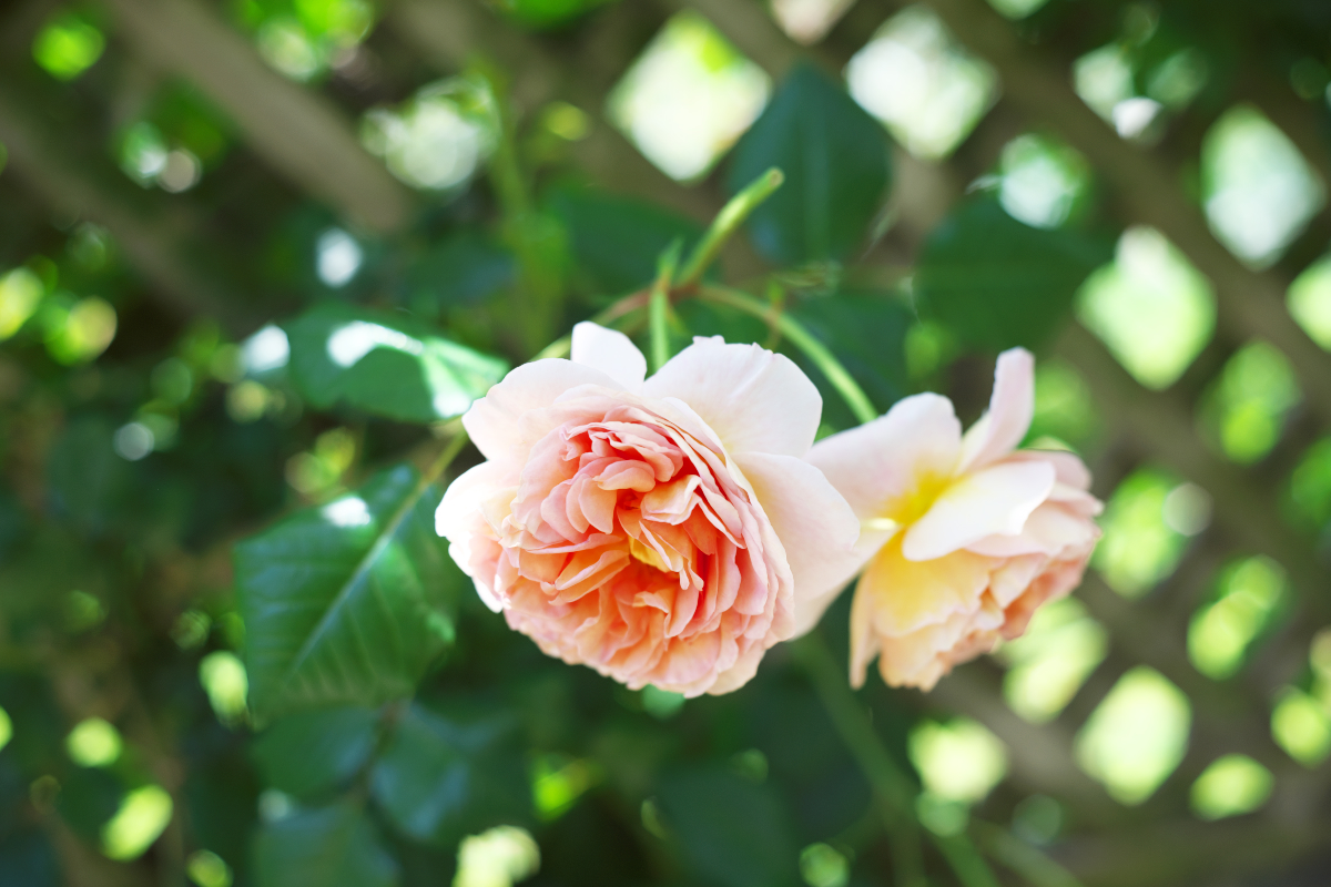 Tomo_time's tweet photo. Nikon Zf ×
OLYMPUS Zuiko 50mm F1.8、AUTO-MACRO 90mm F2
#オールドレンズ #バラ #谷津バラ園 https://t.co/z0wlFznvIv