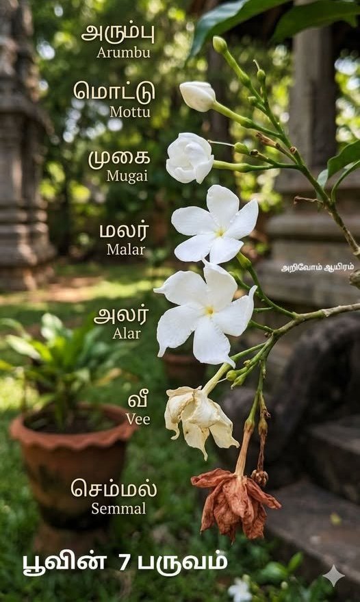 Prabha_Mente's tweet photo. A picture for you #Thilo 🤍 https://t.co/r0RFuPuh3P