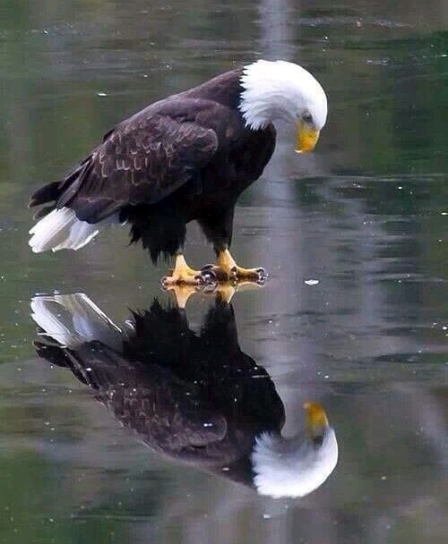 Mr. Star Spangled MAGA tweet media