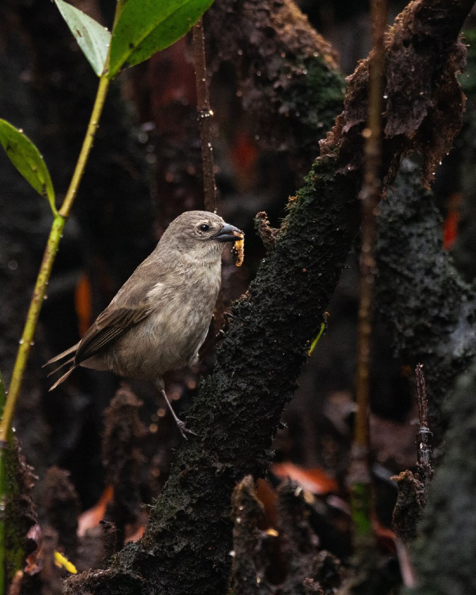 DarwinFound's tweet photo. #Noticias | 🐦🌿Una de las aves más raras del mundo registró su temporada reproductiva más exitosa en Galápagos. 🌎🐣Este 2026, junto a @parquegalapagos documentamos 25 volantones de pinzón de manglar, más del triple de lo registrado el año pasado. https://t.co/26Zx5iVQWJ