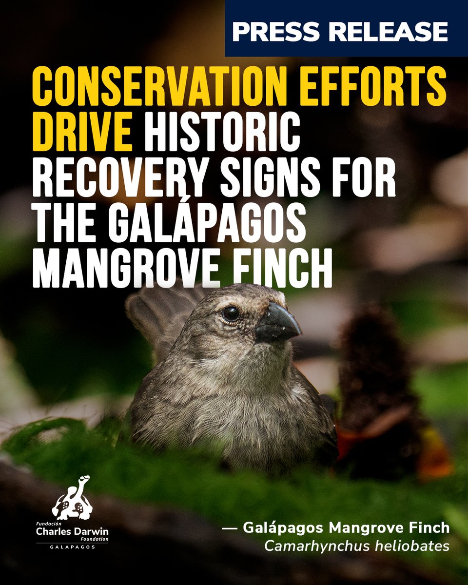 DarwinFound's tweet photo. #Noticias | 🐦🌿Una de las aves más raras del mundo registró su temporada reproductiva más exitosa en Galápagos. 🌎🐣Este 2026, junto a @parquegalapagos documentamos 25 volantones de pinzón de manglar, más del triple de lo registrado el año pasado. https://t.co/26Zx5iVQWJ