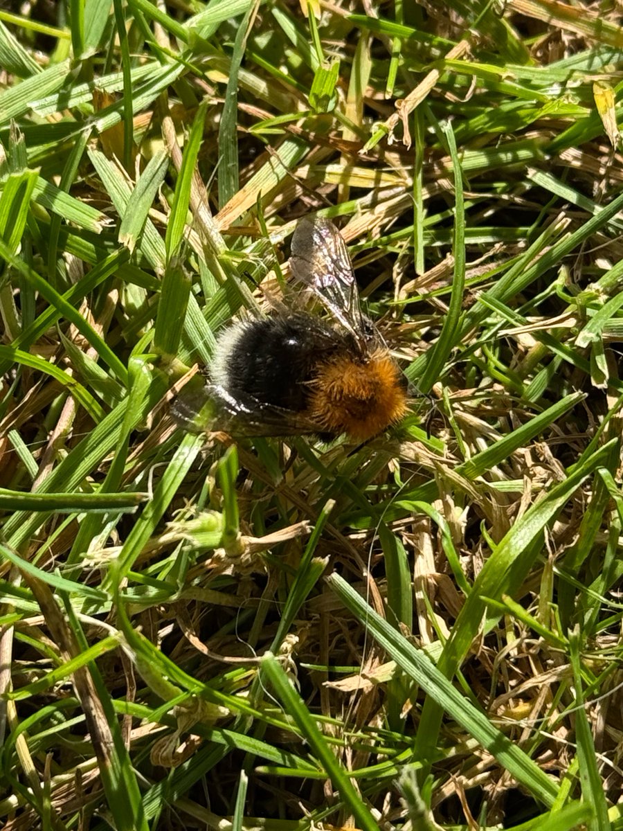 Springborn21 tweet picture