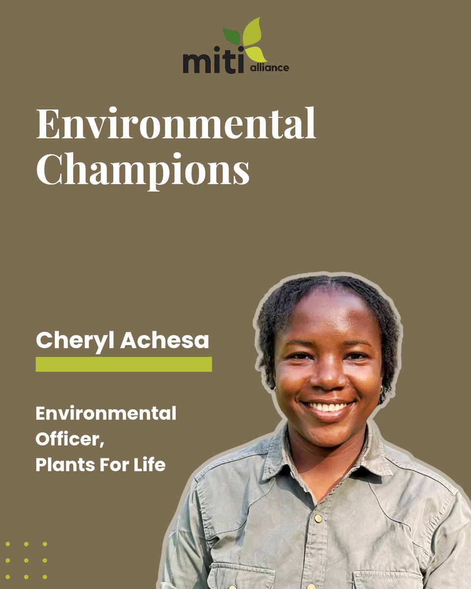 MitiAlliance's tweet photo. "Growing up 2km from Kakamega Forest sparked a love for the forest." Today, that love has grown into clearing 4 ha of guava invasion in the forest, growing indigenous trees, promoting community-led conservation, and bringing environmental education to schools near the forest. https://t.co/1Uj6s5kgnr
