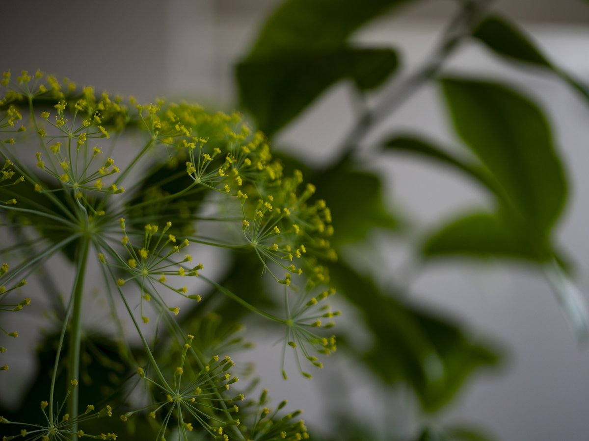hideonakane's tweet photo. 白と
黄と。

20260527
#殺傷武器輸出反対
#NoWar
#thyme
#dill
#ちいさなくに 
#intenyears https://t.co/0UuHpbOrPz