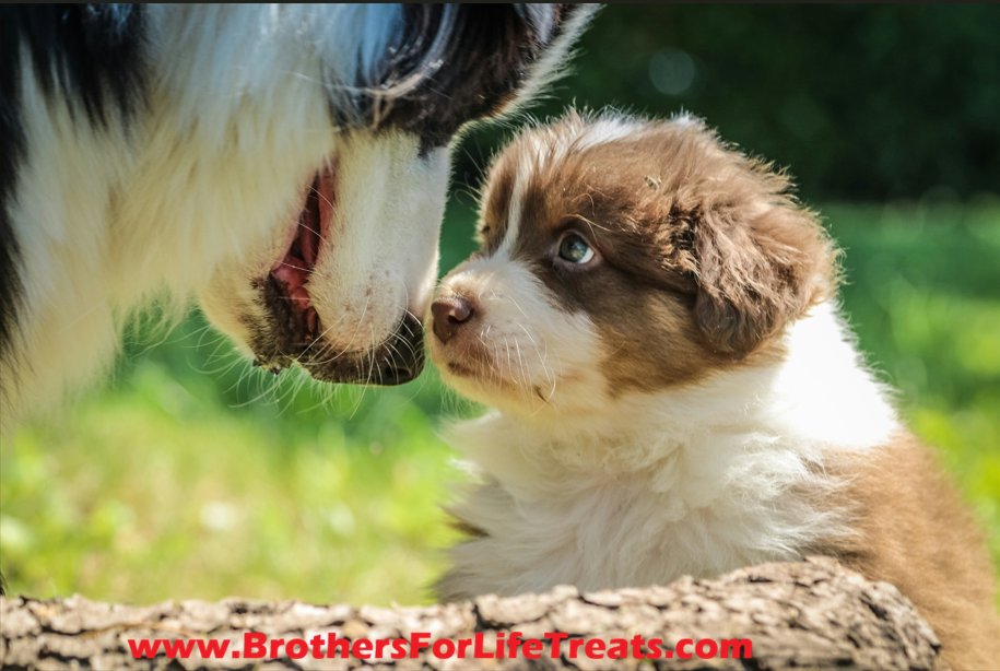 BrothersTreats's tweet photo. It’s mid-week puppy cuteness time! There’s a lot to learn from your mom… #BrothersForLifeTreats #LongLifeForDogs https://t.co/hWSTmxj4wt