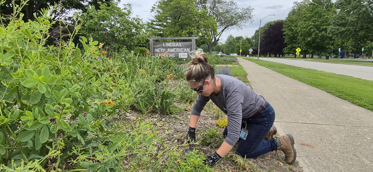 champark's tweet photo. 🌼 Join us to garden in a low-stress environment. Our staff will work alongside volunteers to keep the perennials at Lindsay New American Garden beautiful through the changing seasons on the third Tuesday of every month. 

🔗 SIGN UP TO VOLUNTEER | https://t.co/XmM1a7KCJU https://t.co/wzBQM3sew5