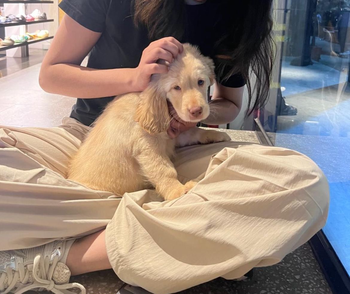 kaalicharan's tweet photo. Boozo (1.5y, Cocker Spaniel mix) is looking for the RIGHT home in Kanpur. 

He is neutered, vaccinated, house-trained, affectionate.  

https://t.co/dapa2AvKdK

Needs an experienced adopter for training + confidence building.

Current family can’t provide needed support.  
📧 cat@dogwithblog.in  

RT!