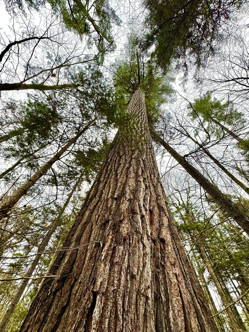 BobbyFreiler's tweet photo. I'm addicted to natural healing.

So I spend 15+ hours/week studying what Big Pharma doesn't want you to know.

Here's what blew my mind this week:

1. Walking past pine trees actually fights cancer.

Things like pines, firs, cedars release compounds called phytoncides.

Your body responds by producing more natural killer cells.

It's like nature's chemotherapy, except it actually works, and it won't harm you in the process.

Yet we spend 90% of our time indoors...

2. Your deodorant might be hurting you.

Those aluminum & parabens go straight to your lymph nodes.

Here's a rule I always try to follow:

If you wouldn't eat it, don't put it on your skin.

Your body absorbs everything. Let's treat it with love.

3. There are two systems of healing:

One is rooted in fear: “Your body’s broken. Take this forever.”

The other is built on faith: “You were created to heal. Let’s support that.”

I’ll bet you already know which one works better my friends.

4.  God's pharmacy beats any drug store.

Papaya seeds cleared parasites in 77% of people in one study.

Pumpkin seeds work amazingly too.

The most powerful medicines literally grow on trees.

And they taste way better than pills :)

5. The sun is not your enemy.

What harms us isn’t sunlight - it’s the artificial life we live around it.

When you meet the sun daily, your body remembers who it is.

God made the light. Don’t block your blessing.

Natural healing is absolutely real.

I've witnessed it. These beautiful souls lived it.

It starts with believing you were designed to thrive, not just survive.

Your body knows how to heal. We just need to support it properly. 🙏
