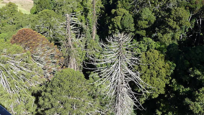 BobbyFreiler's tweet photo. I'm addicted to natural healing.

So I spend 15+ hours/week studying what Big Pharma doesn't want you to know.

Here's what blew my mind this week:

1. Walking past pine trees actually fights cancer.

Things like pines, firs, cedars release compounds called phytoncides.

Your body responds by producing more natural killer cells.

It's like nature's chemotherapy, except it actually works, and it won't harm you in the process.

Yet we spend 90% of our time indoors...

2. Your deodorant might be hurting you.

Those aluminum & parabens go straight to your lymph nodes.

Here's a rule I always try to follow:

If you wouldn't eat it, don't put it on your skin.

Your body absorbs everything. Let's treat it with love.

3. There are two systems of healing:

One is rooted in fear: “Your body’s broken. Take this forever.”

The other is built on faith: “You were created to heal. Let’s support that.”

I’ll bet you already know which one works better my friends.

4.  God's pharmacy beats any drug store.

Papaya seeds cleared parasites in 77% of people in one study.

Pumpkin seeds work amazingly too.

The most powerful medicines literally grow on trees.

And they taste way better than pills :)

5. The sun is not your enemy.

What harms us isn’t sunlight - it’s the artificial life we live around it.

When you meet the sun daily, your body remembers who it is.

God made the light. Don’t block your blessing.

Natural healing is absolutely real.

I've witnessed it. These beautiful souls lived it.

It starts with believing you were designed to thrive, not just survive.

Your body knows how to heal. We just need to support it properly. 🙏
