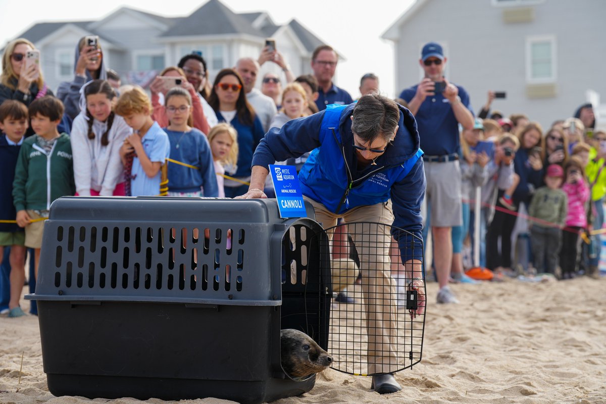 mysticaquarium's tweet photo. This morning we were able to return Cannoli to his ocean home!
In April, our team rescued an entangled young gray seal on Block Island. Due to the severity of the injury and limited ferry schedules the US Coast Guard assisted in transporting the seal to Mystic Aquarium for care. https://t.co/UpeaTHRbuQ