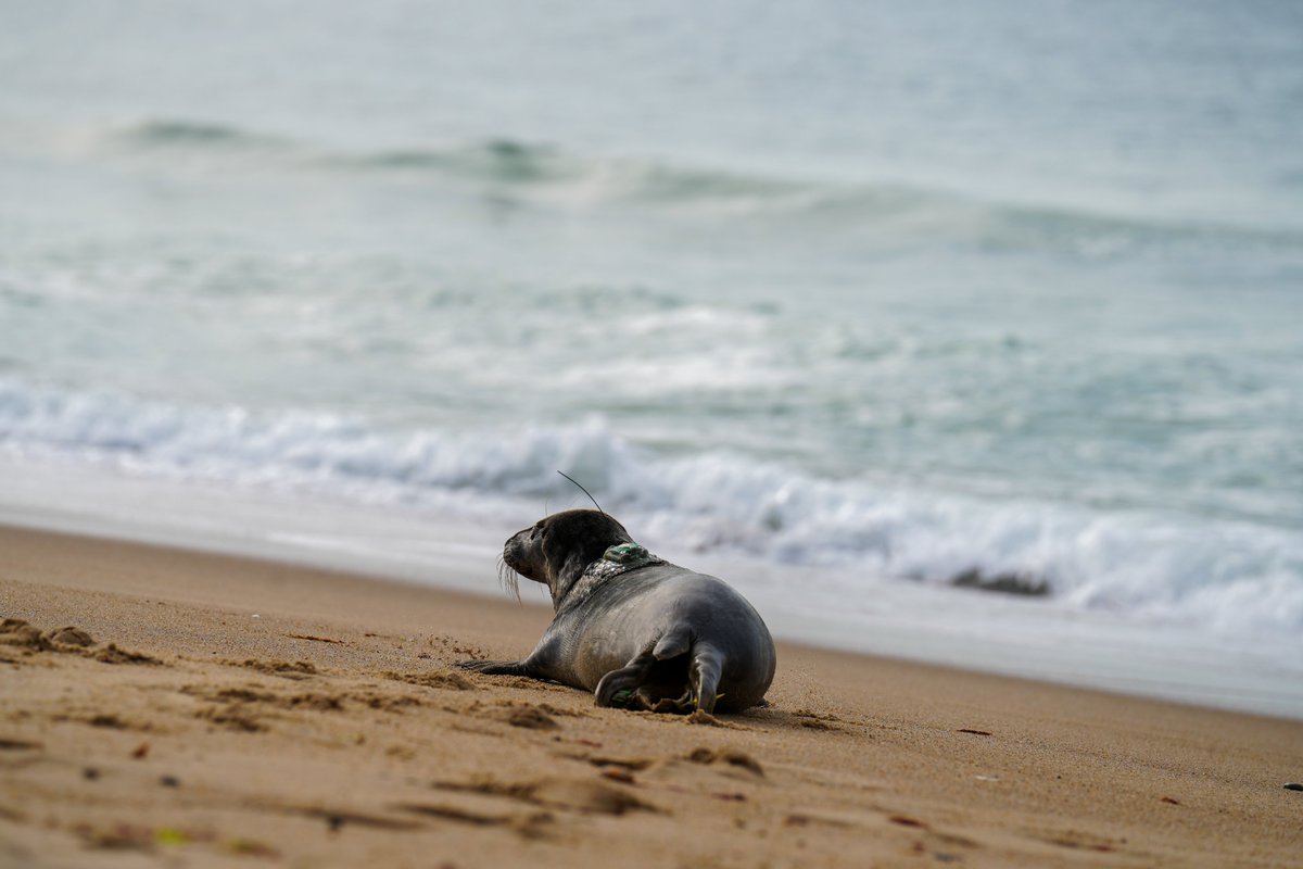 mysticaquarium's tweet photo. This morning we were able to return Cannoli to his ocean home!
In April, our team rescued an entangled young gray seal on Block Island. Due to the severity of the injury and limited ferry schedules the US Coast Guard assisted in transporting the seal to Mystic Aquarium for care. https://t.co/UpeaTHRbuQ